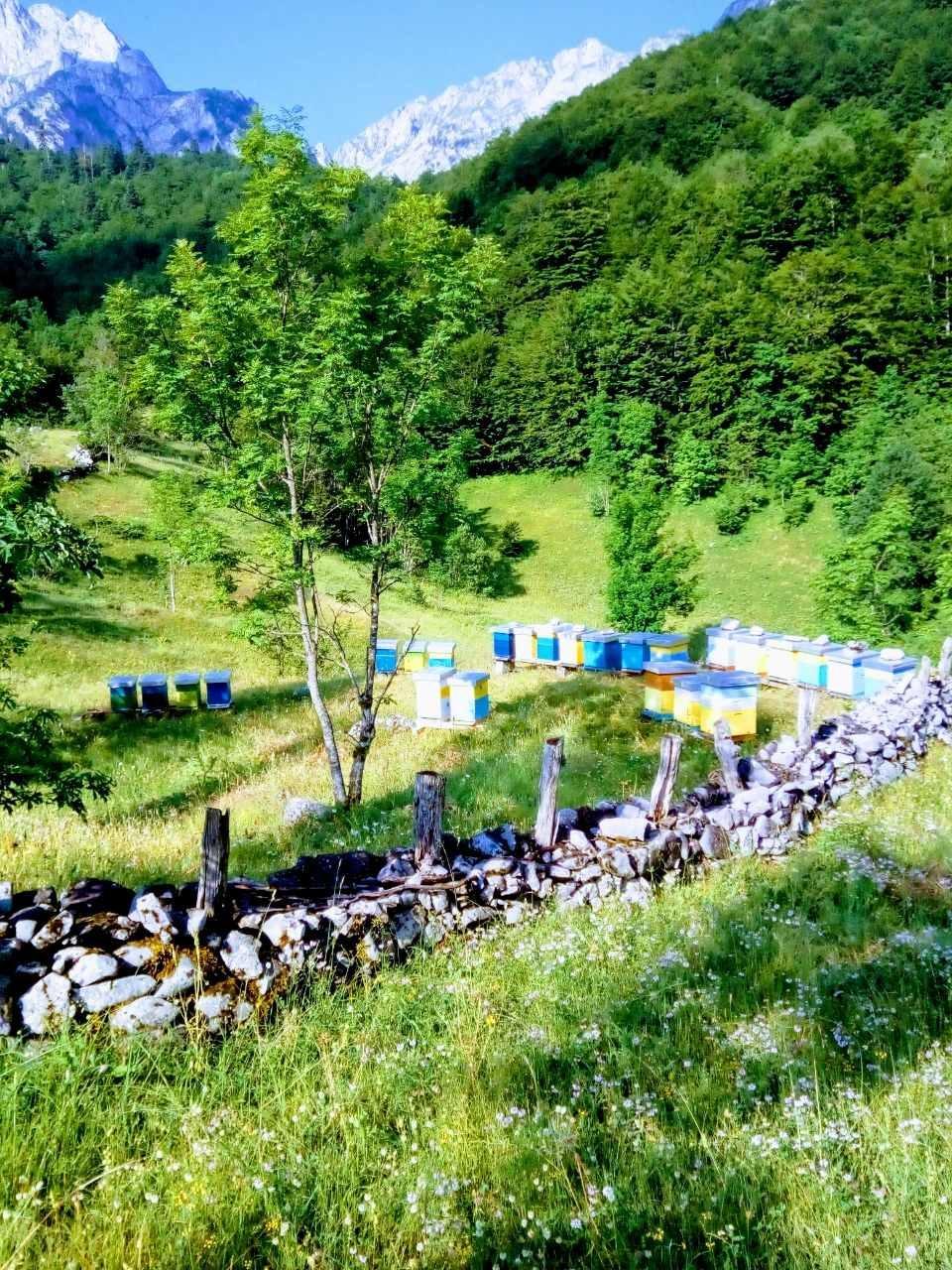 škola pčelarstva