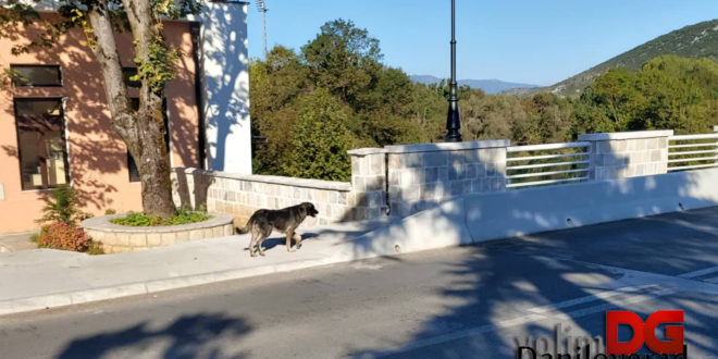 Problem pasa lutalica u Danilovgradu