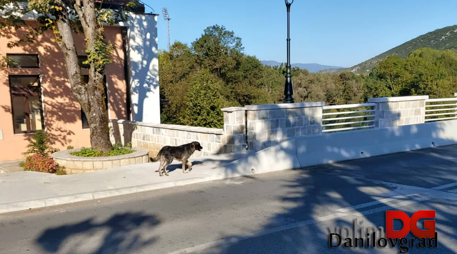 Problem pasa lutalica u Danilovgradu