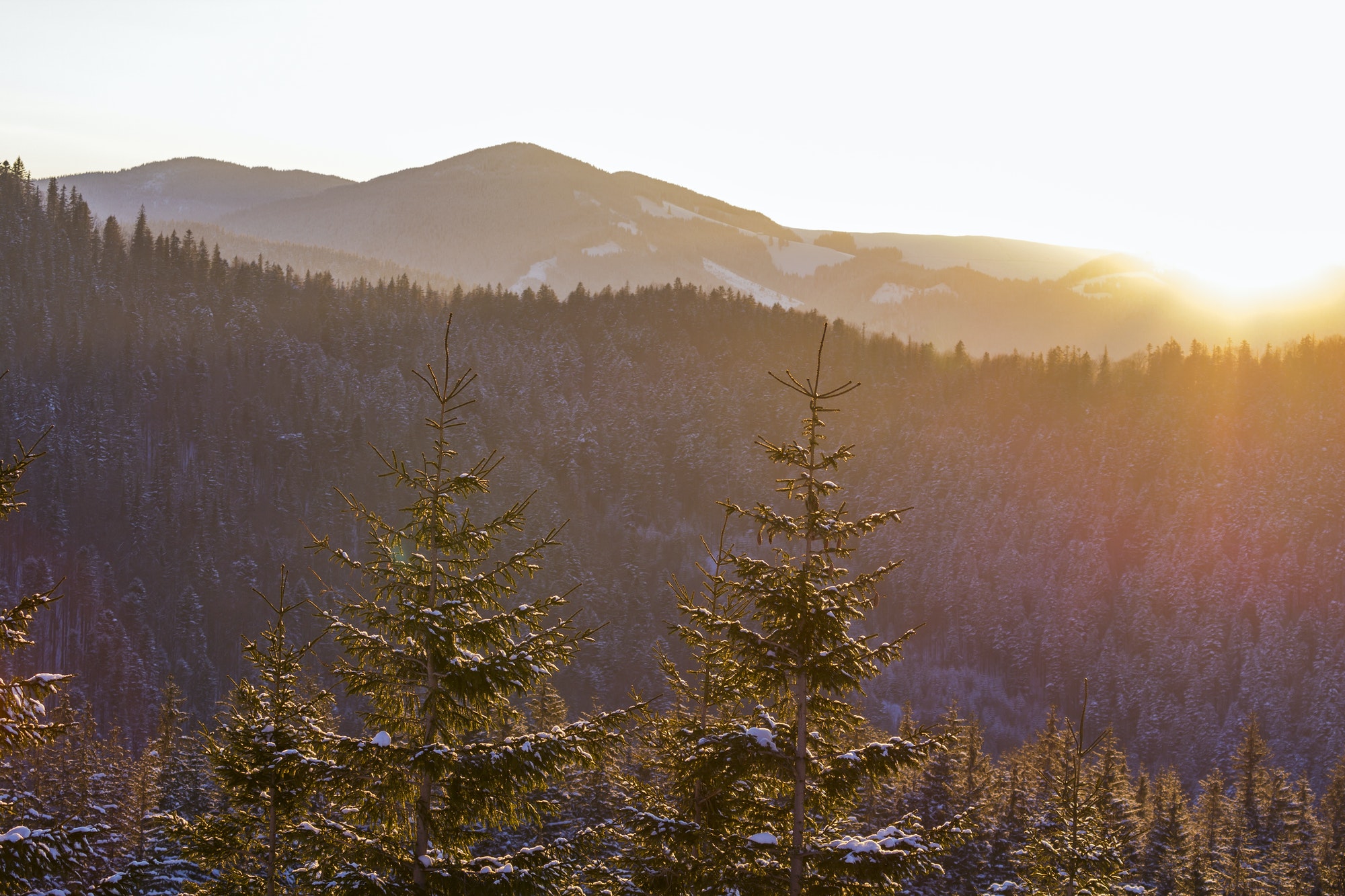 Top of pine trees in winter forest at sunset