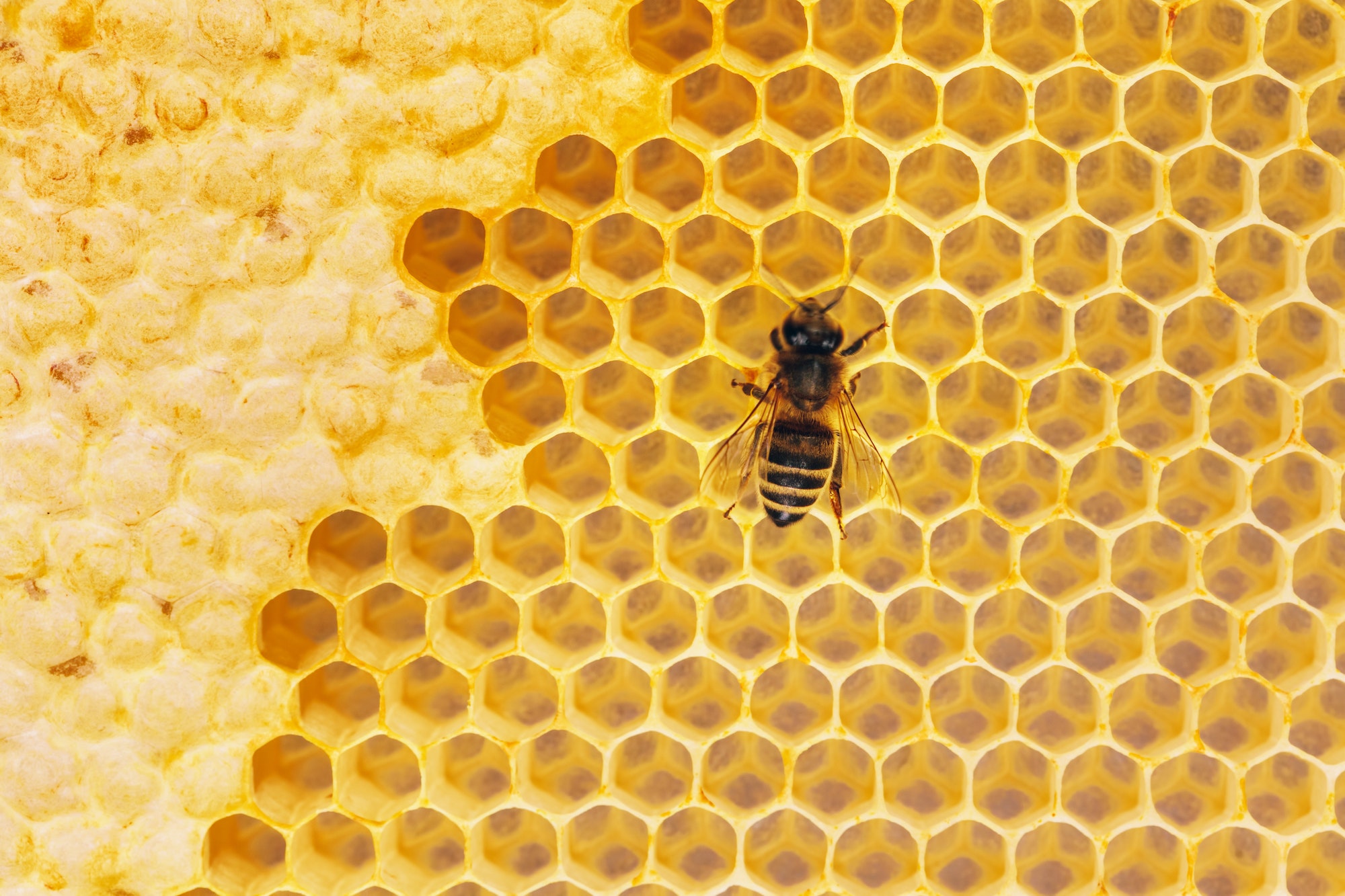 Honey bee on honeycomb.