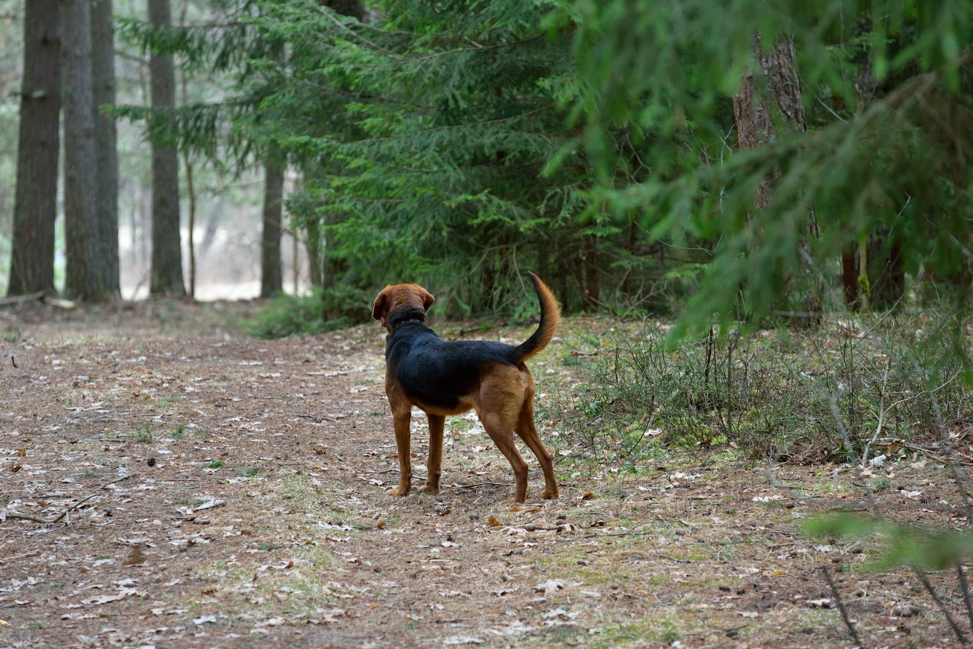 Hunting dog