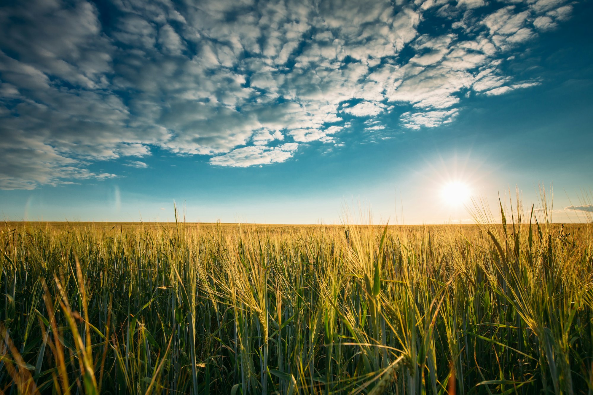 Summer Sun In Agricultural Landscape Of Young Green Wheat Field