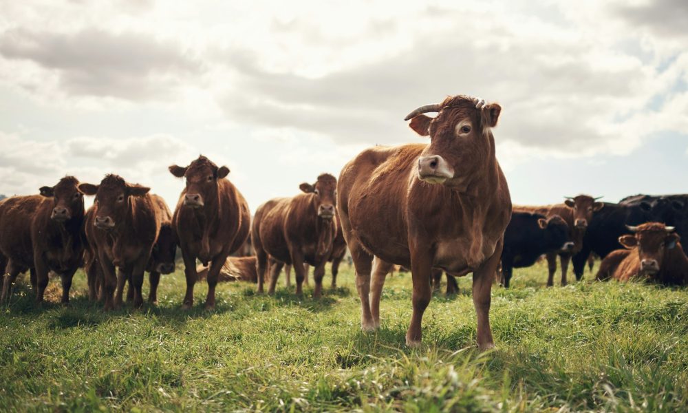 The best cows in the farming business