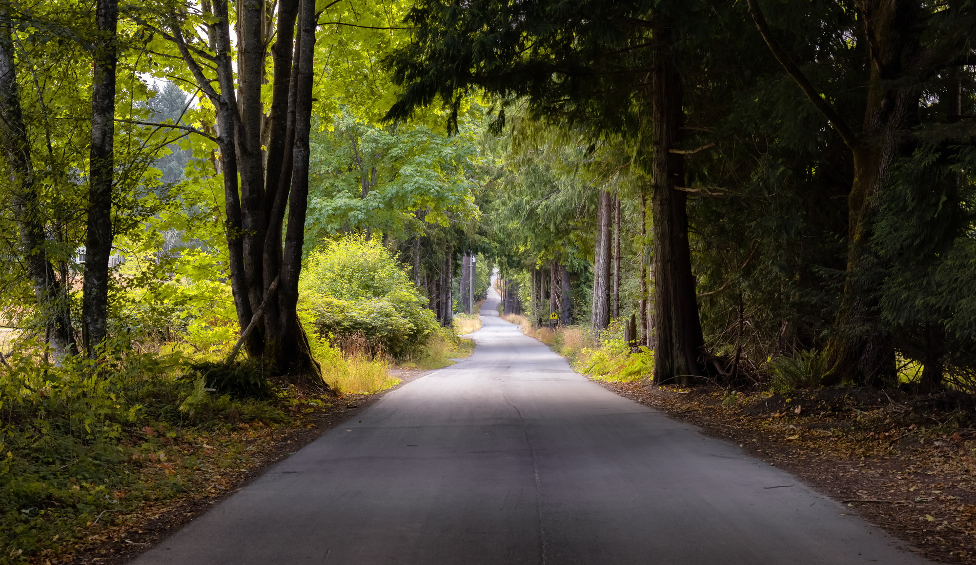 Scenic Road in the Vibrant Green Canadian Rainforest