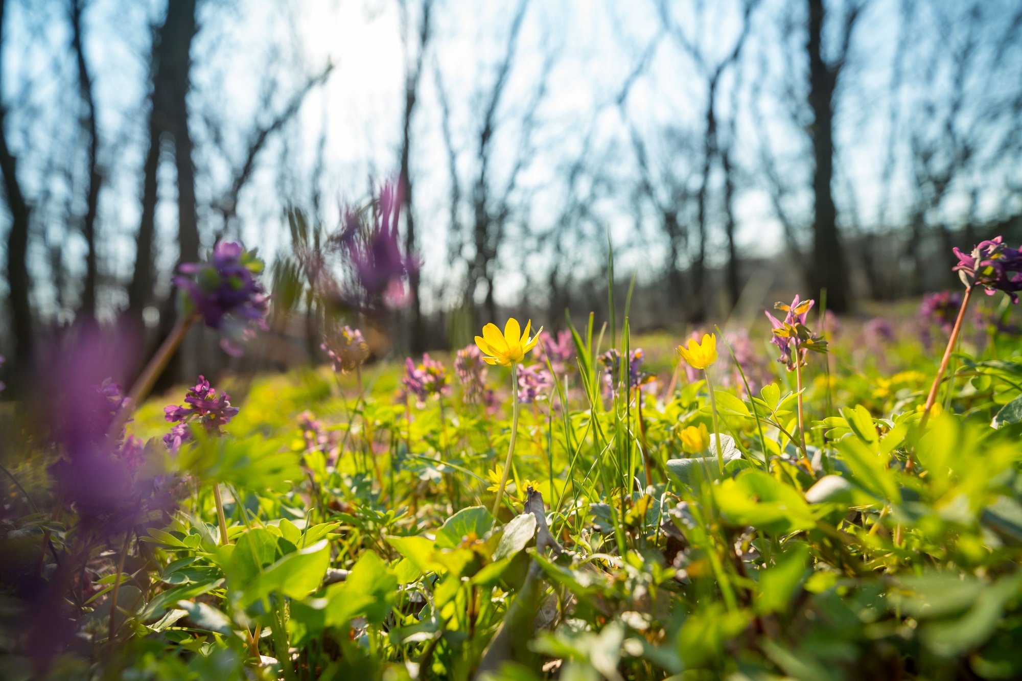 Spring forest